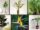 6 Best Indoor Trees for Large Living Rooms