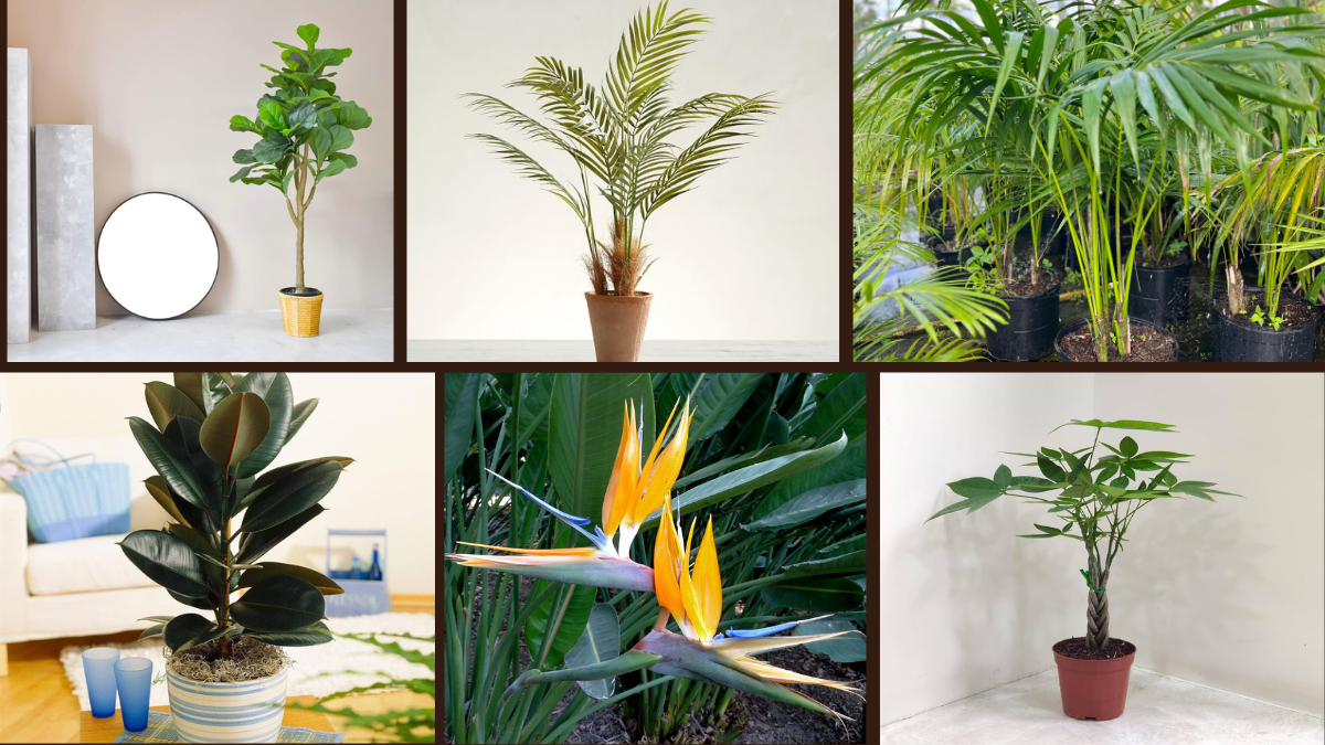 6 Best Indoor Trees for Large Living Rooms
