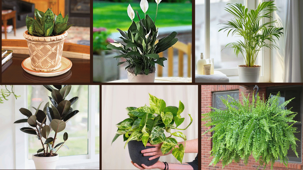 6 Air-Purifying Plants That Look Great Too