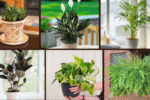 6 Air-Purifying Plants That Look Great Too