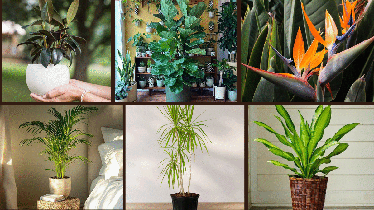 6 Use Tall Indoor Plants for Dramatic Effect