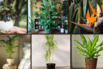 6 Use Tall Indoor Plants for Dramatic Effect