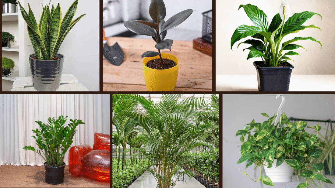 6 Best Indoor Plants for Entryways