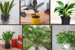 6 Best Indoor Plants for Entryways