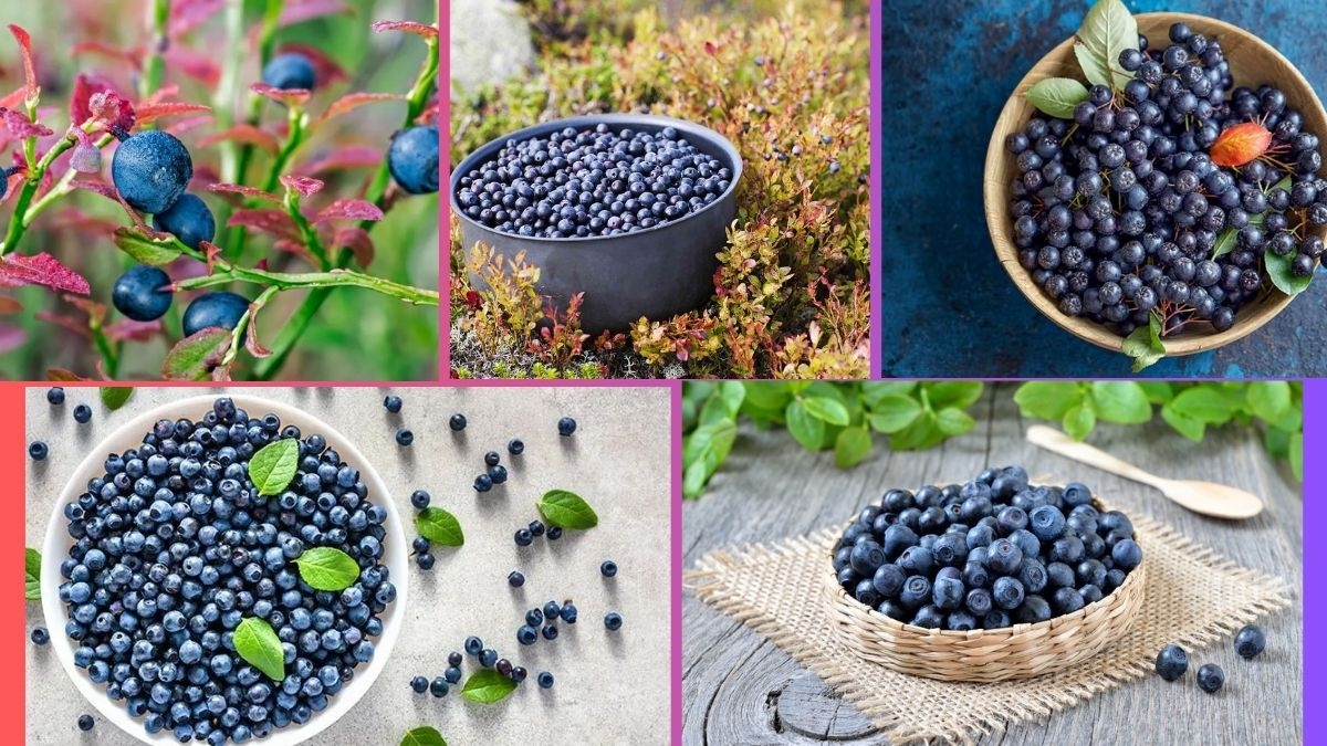 Which Country Is Famous for Producing the Most Bilberries?