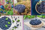 Which Country Is Famous for Producing the Most Bilberries?