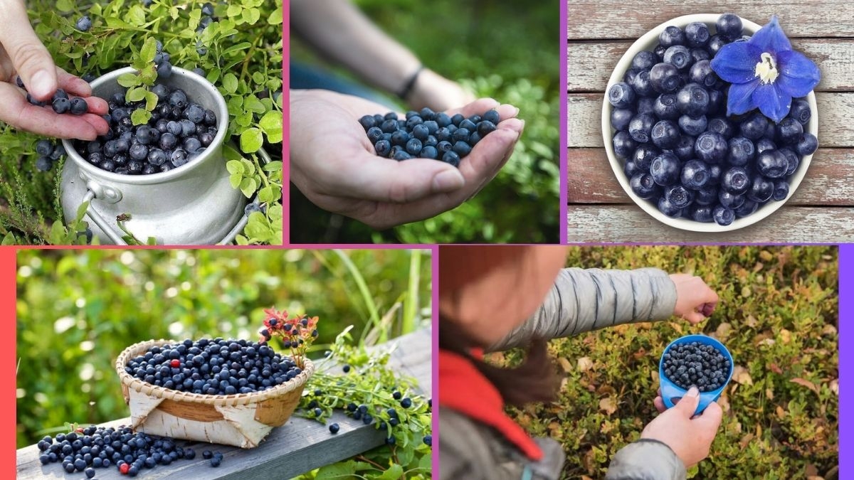 Where Does the World Get Most of Its Bilberries?