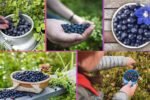 Where Does the World Get Most of Its Bilberries?