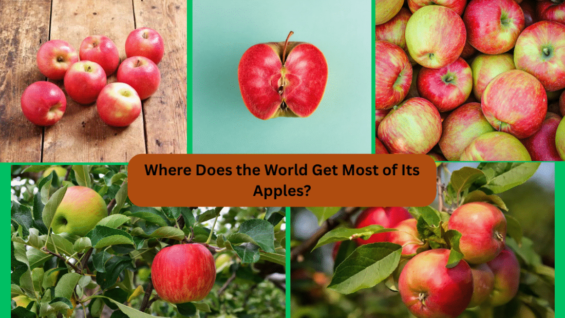 Where Does the World Get Most of Its Apples?