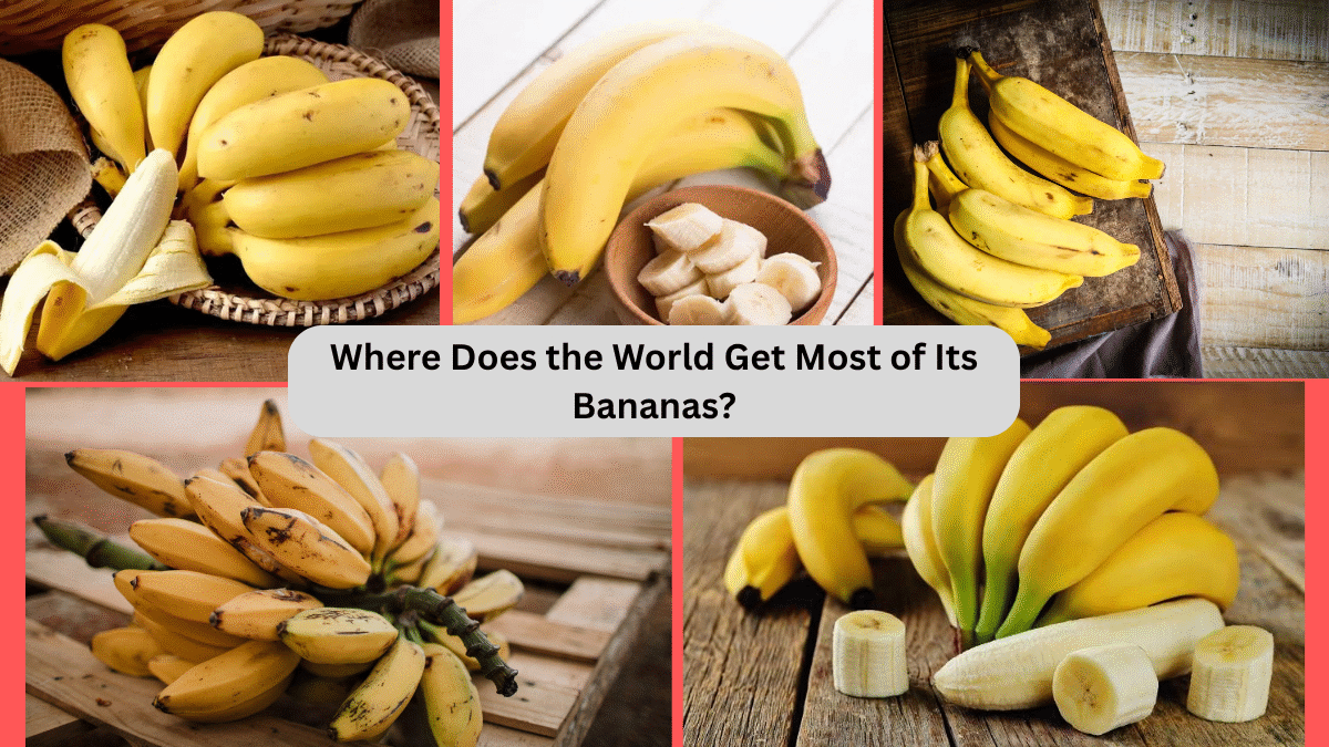 Where Does the World Get Most of Its Bananas?