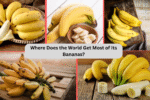 Where Does the World Get Most of Its Bananas?