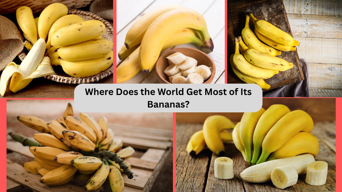Where Does the World Get Most of Its Bananas?