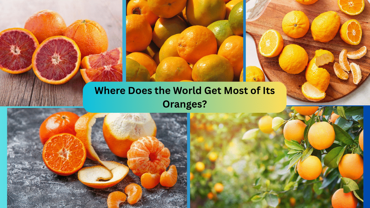 Where Does the World Get Most of Its Oranges?