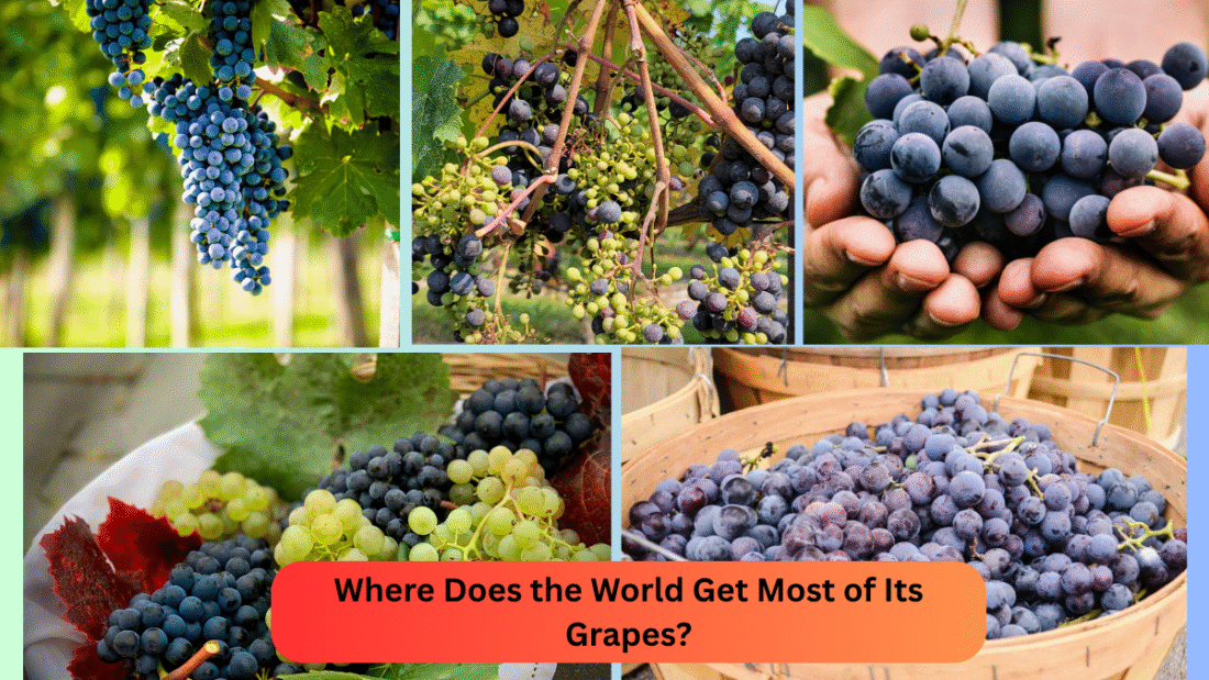 Where Does the World Get Most of Its Grapes?