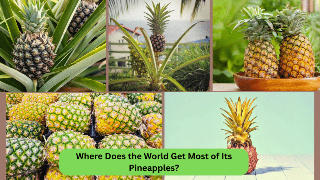 Where Does the World Get Most of Its Pineapples?