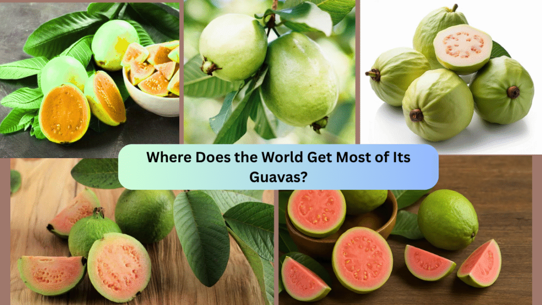 Where Does the World Get Most of Its Guavas?
