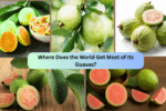 Where Does the World Get Most of Its Guavas?