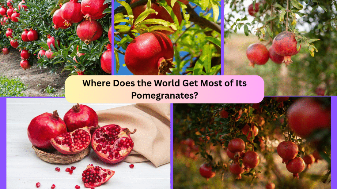 Where Does the World Get Most of Its Pomegranates?