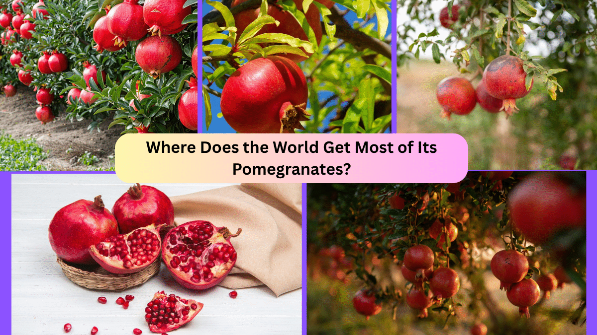 Where Does the World Get Most of Its Pomegranates?