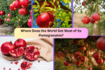 Where Does the World Get Most of Its Pomegranates?