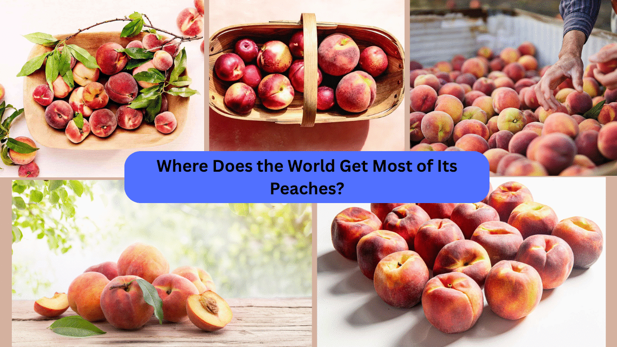 Where Does the World Get Most of Its Peaches?