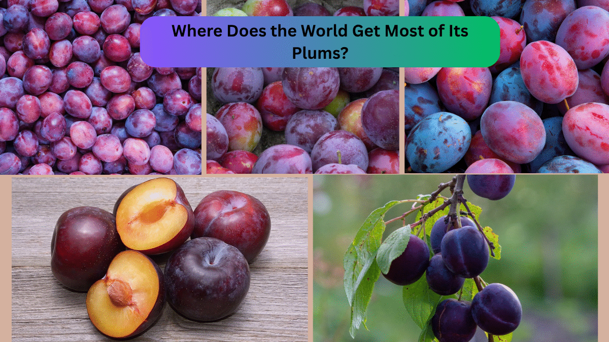 Where Does the World Get Most of Its Plums?