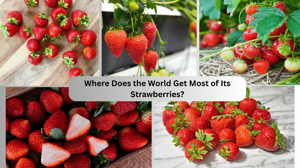 Where Does the World Get Most of Its Strawberries?