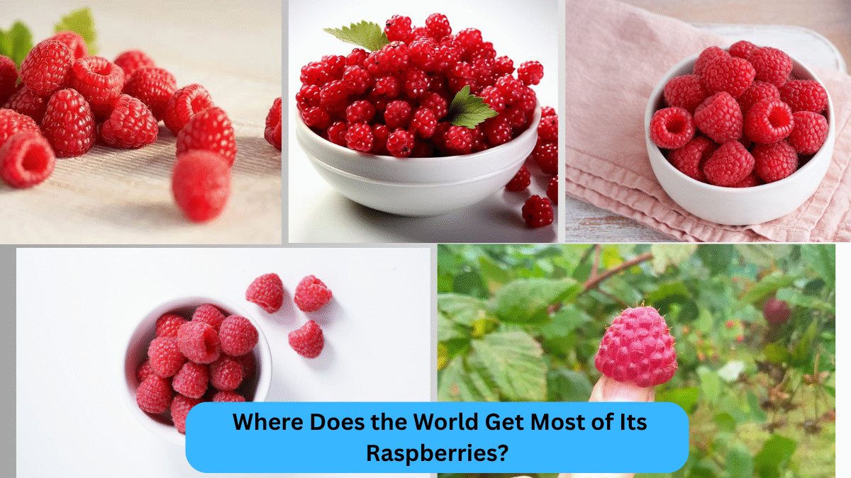 Where Does the World Get Most of Its Raspberries?