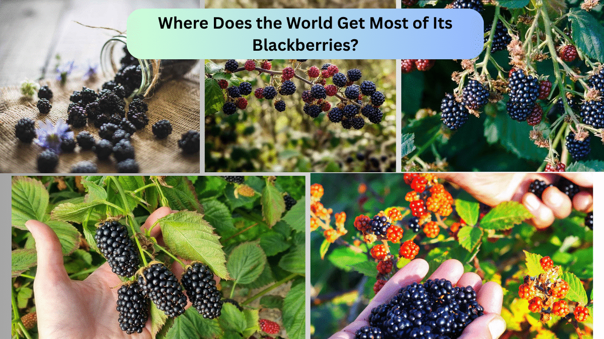 Where Does the World Get Most of Its Blackberries?