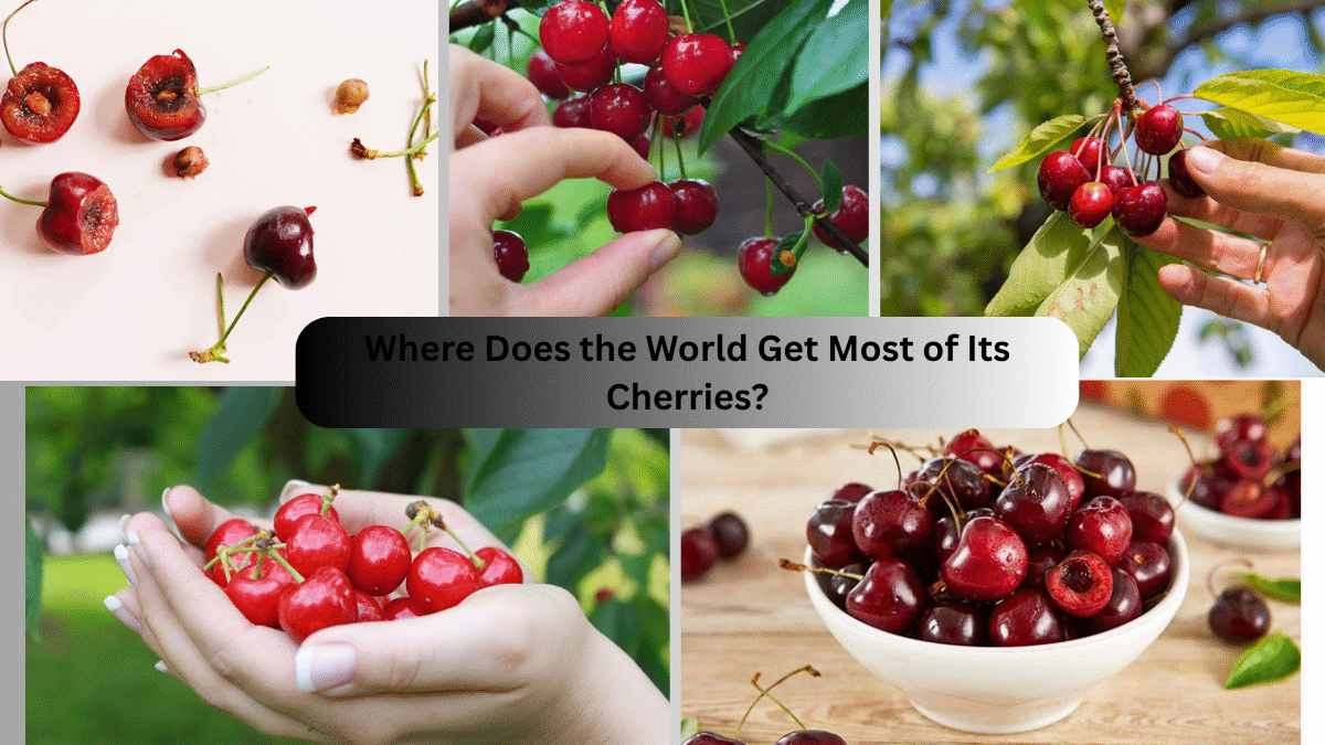 Where Does the World Get Most of Its Cherries?
