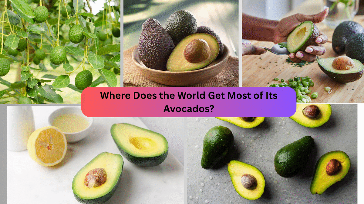 Where Does the World Get Most of Its Avocados?