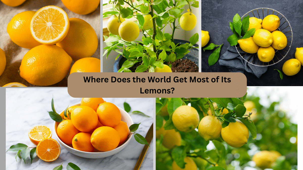 Where Does the World Get Most of Its Lemons?