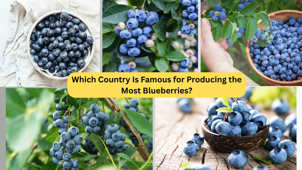 Which Country Is Famous for Producing the Most Blueberries?