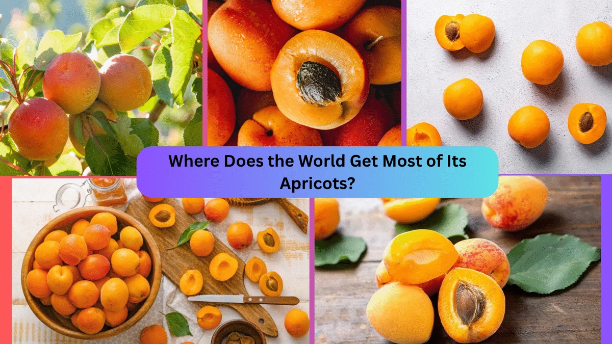 Where Does the World Get Most of Its Apricots?