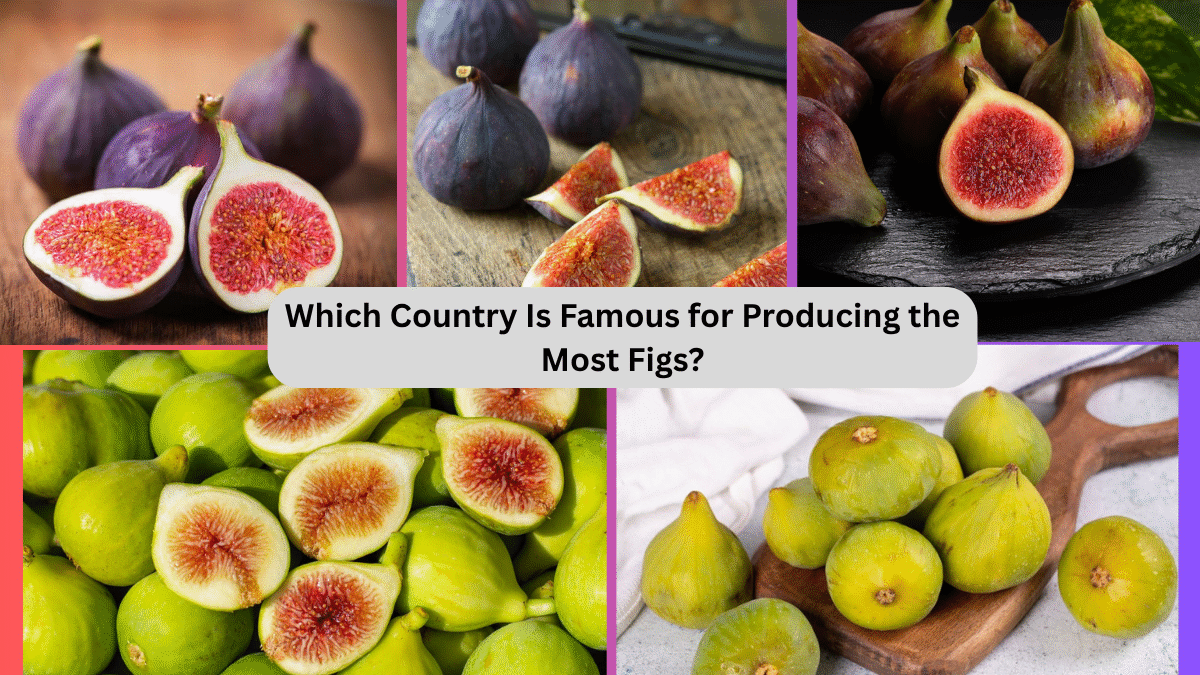 Which Country Is Famous for Producing the Most Figs?