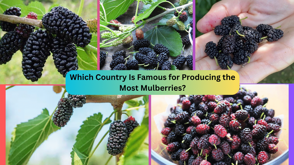 Which Country Is Famous for Producing the Most Mulberries?