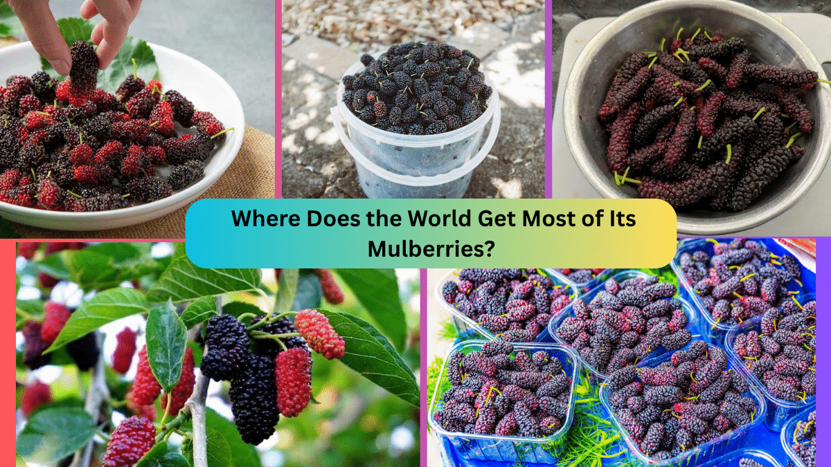 Where Does the World Get Most of Its Mulberries?
