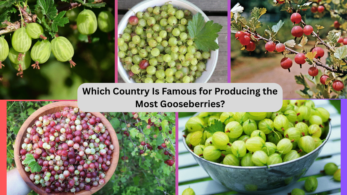 Which Country Is Famous for Producing the Most Gooseberries?