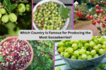 Which Country Is Famous for Producing the Most Gooseberries?