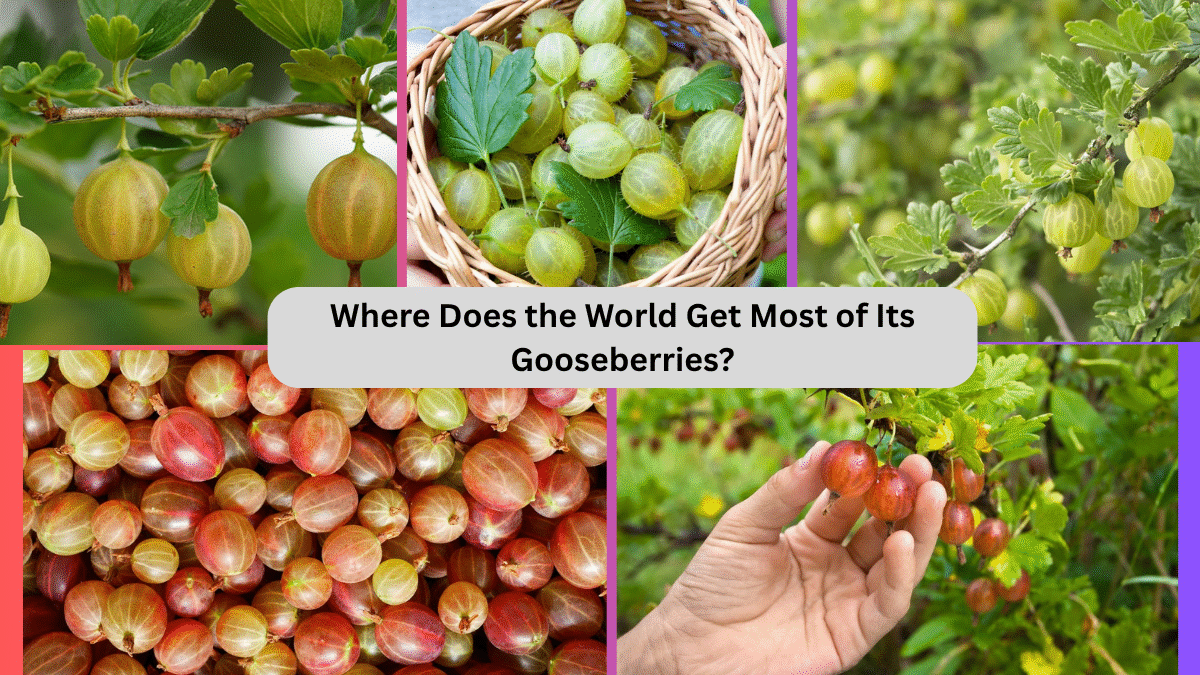 Where Does the World Get Most of Its Gooseberries?