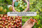 Where Does the World Get Most of Its Gooseberries?