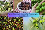 Which Country Is Famous for Producing the Most Olives?