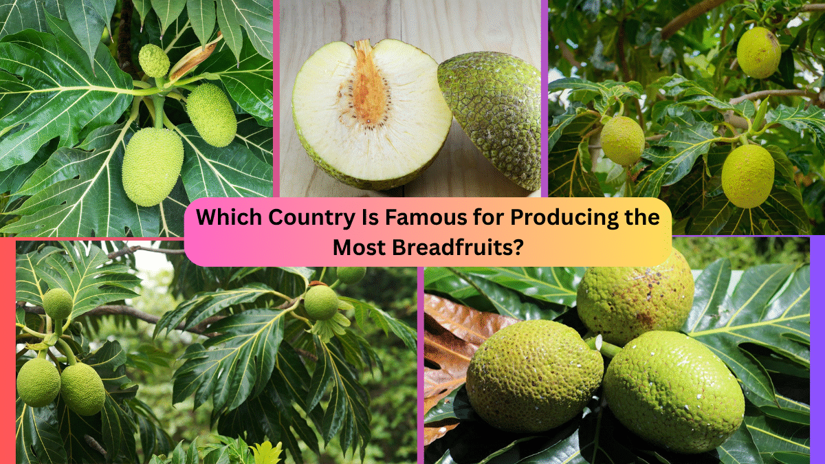 Which Country Is Famous for Producing the Most Breadfruits?