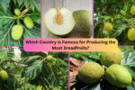 Which Country Is Famous for Producing the Most Breadfruits?