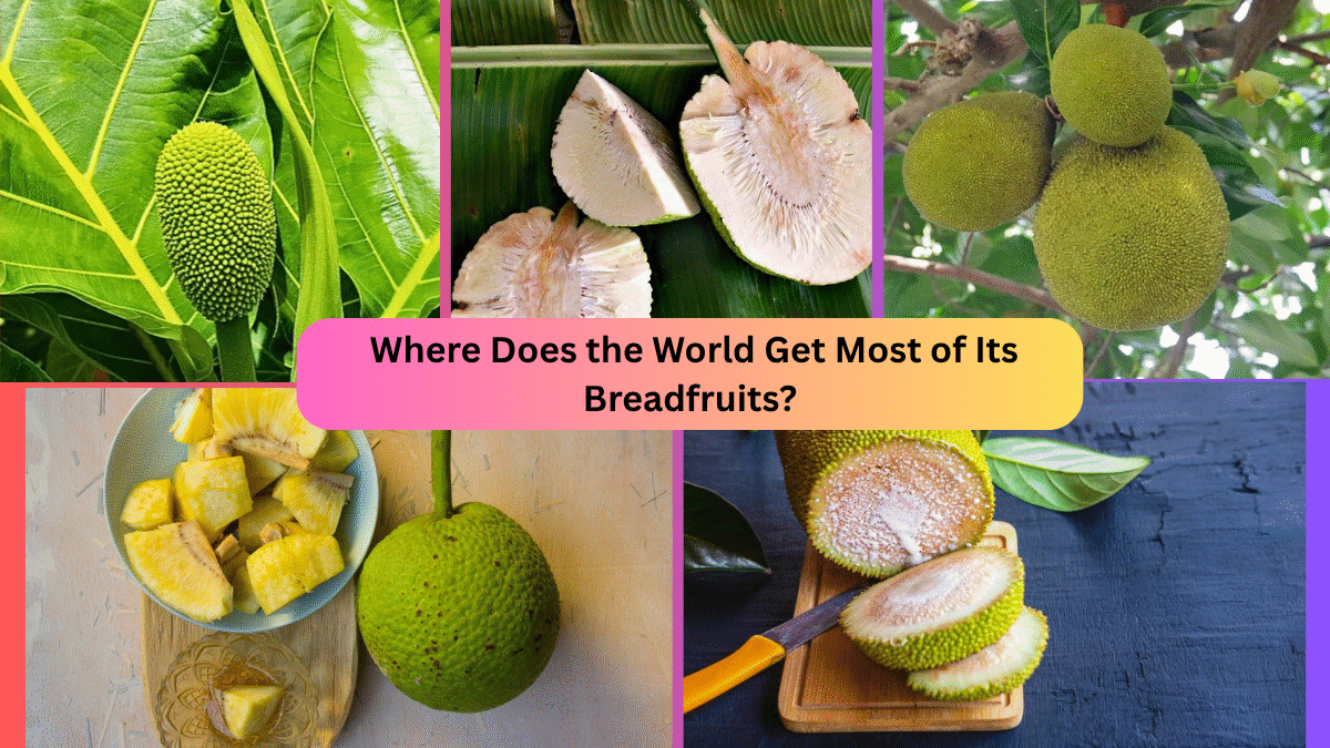 Where Does the World Get Most of Its Breadfruits?