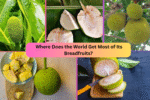 Where Does the World Get Most of Its Breadfruits?