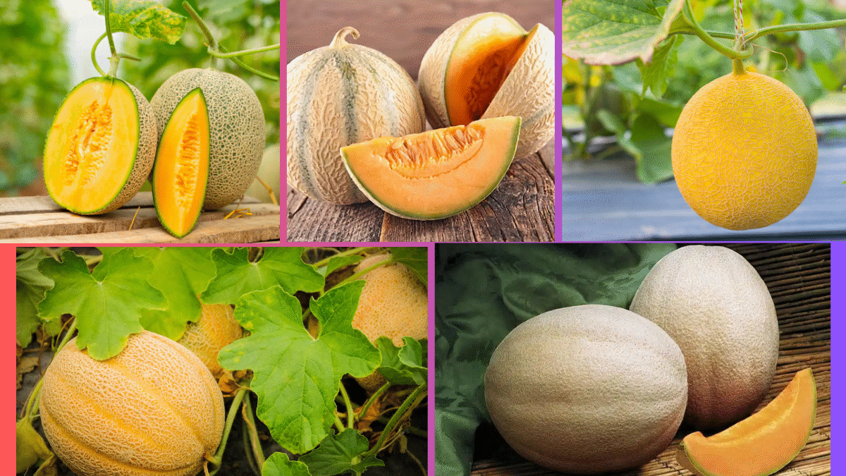 Which Country Is Famous for Producing the Most Cantaloupes?