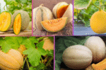 Which Country Is Famous for Producing the Most Cantaloupes?