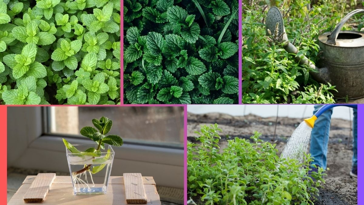 How Often Should You Water a Mint Plant?