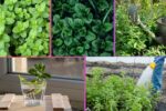 How Often Should You Water a Mint Plant?